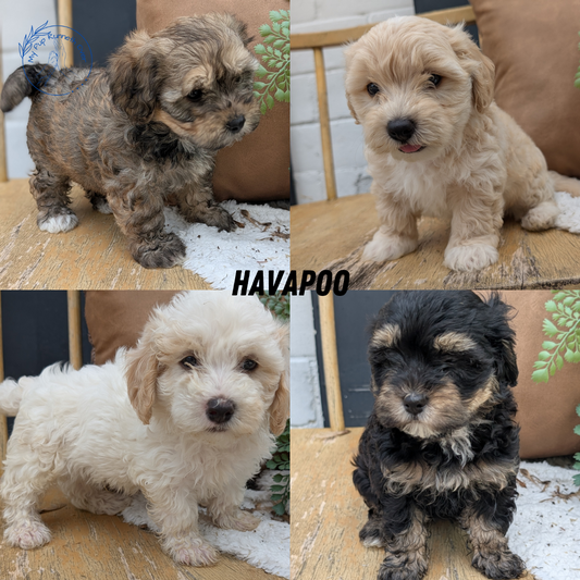 HAVAPOO (05/24) FEMALE