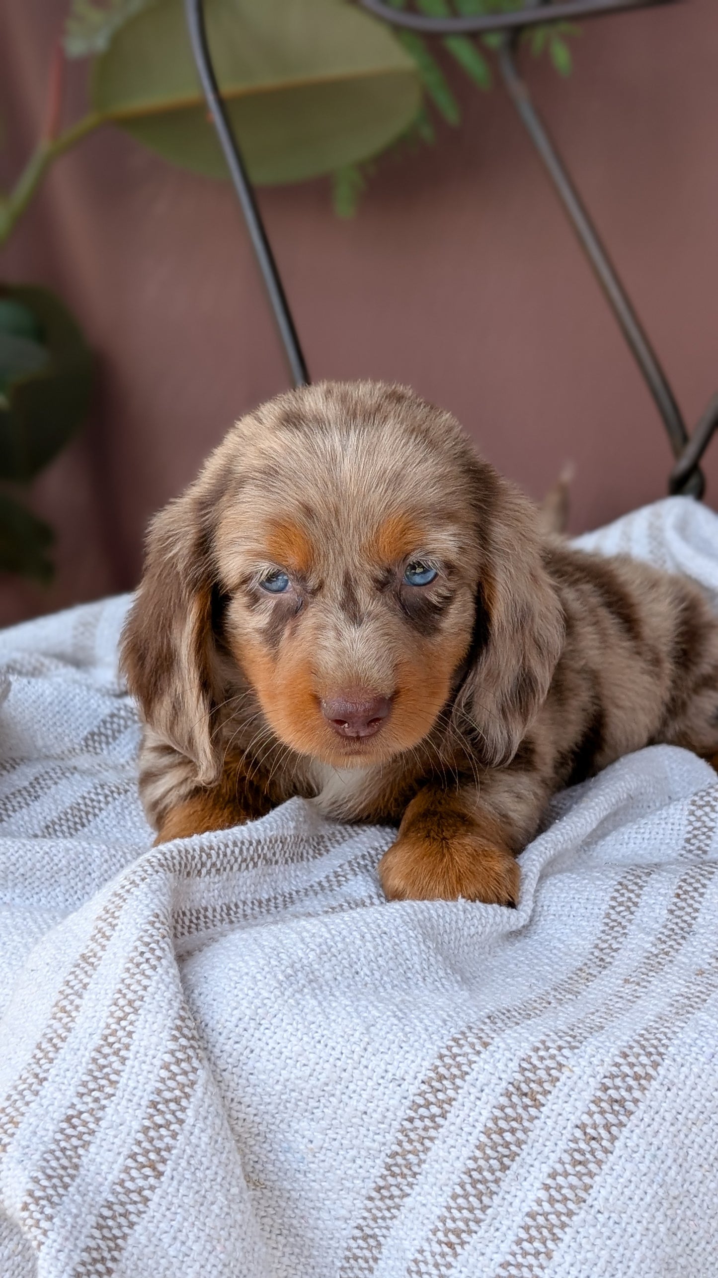 MINI DACHSHUND (MAY 26) FEMALE