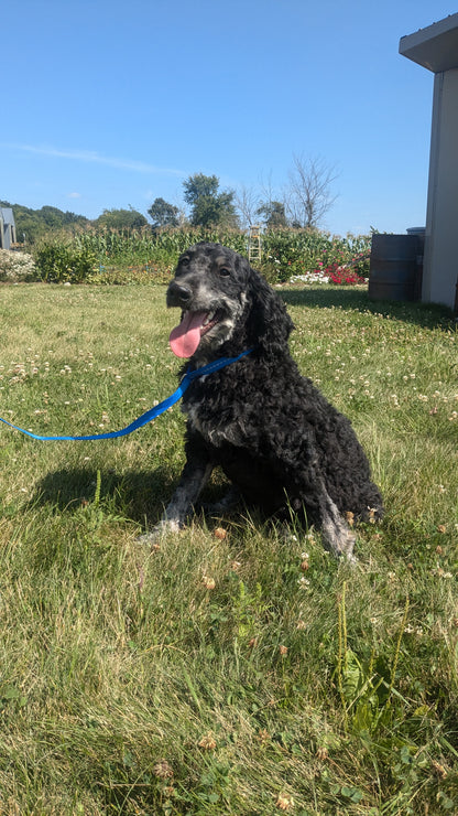 BERNEDOODLE (11/09) MALE