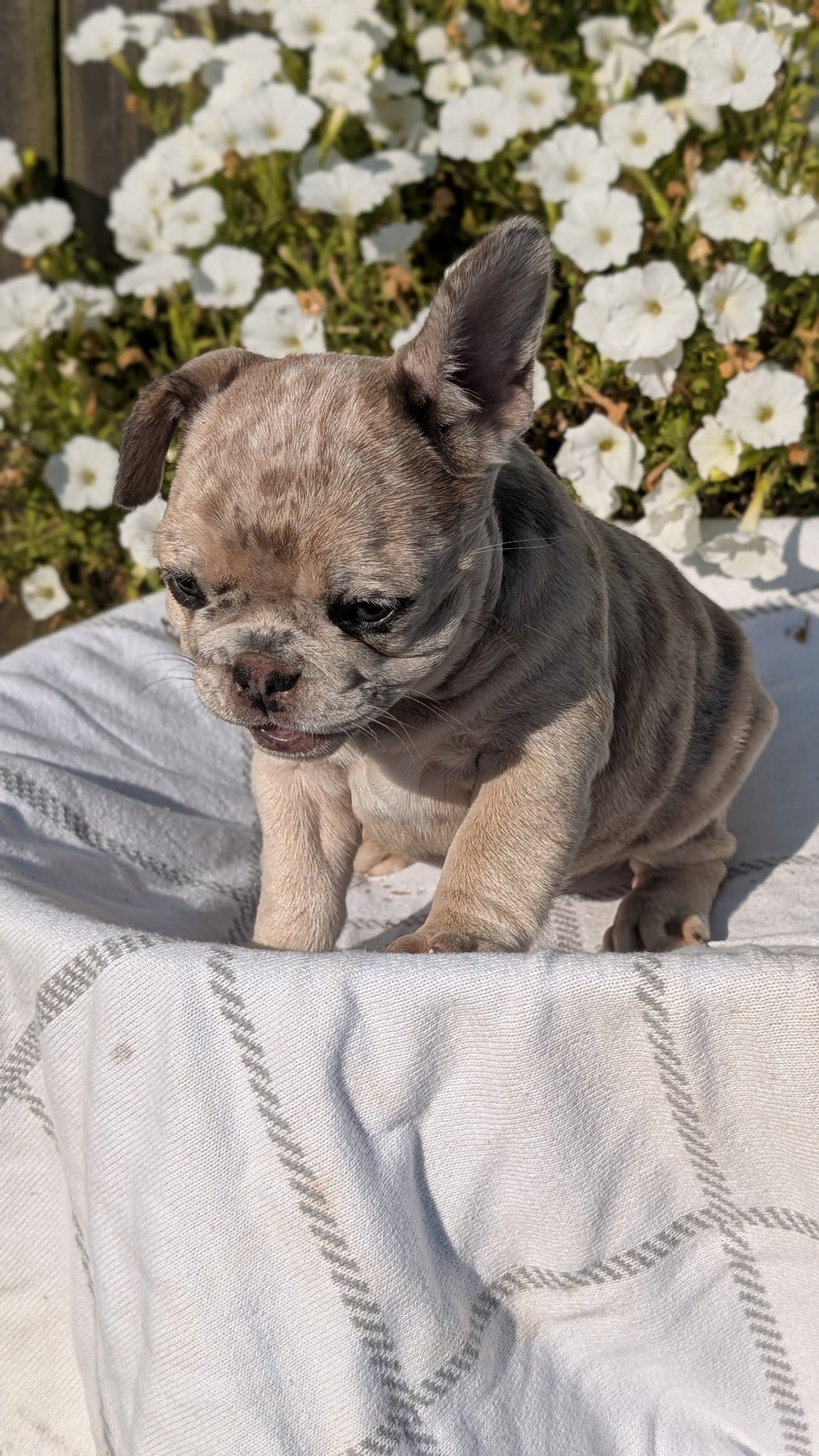 FRENCH BULLDOG (07/03) FEMALE