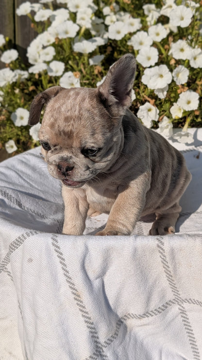 FRENCH BULLDOG (07/03) FEMALE