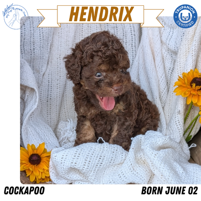 COCKAPOO (06/02) MALE