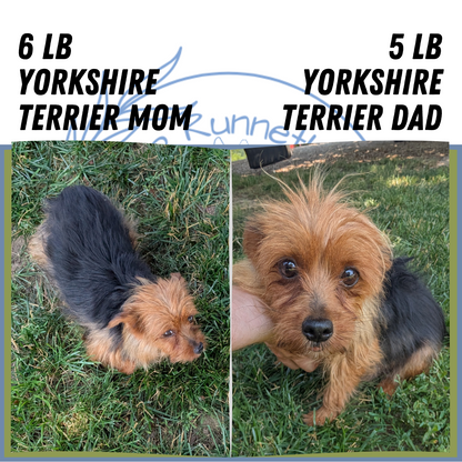 YORKSHIRE TERRIER (05/23) MALE