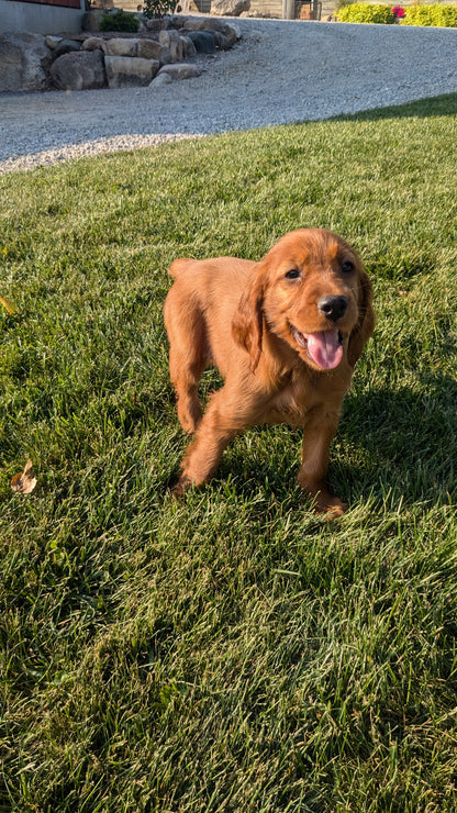 IRISH SETTER (07/20) FEMALE