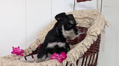 MINI SCHNAUZER (JAN 10) FEMALES