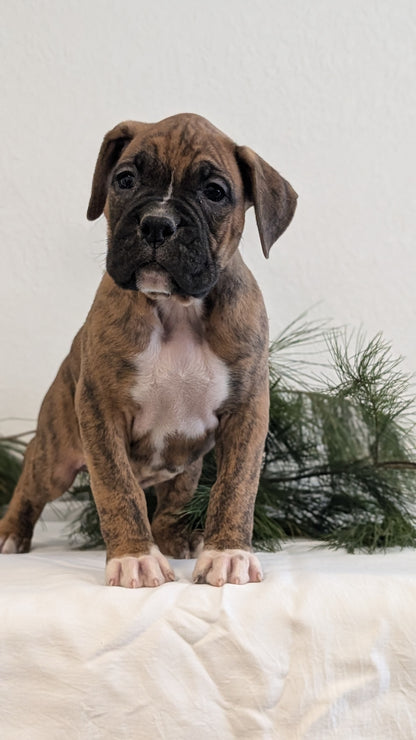 BOXER (DEC 04) MALES