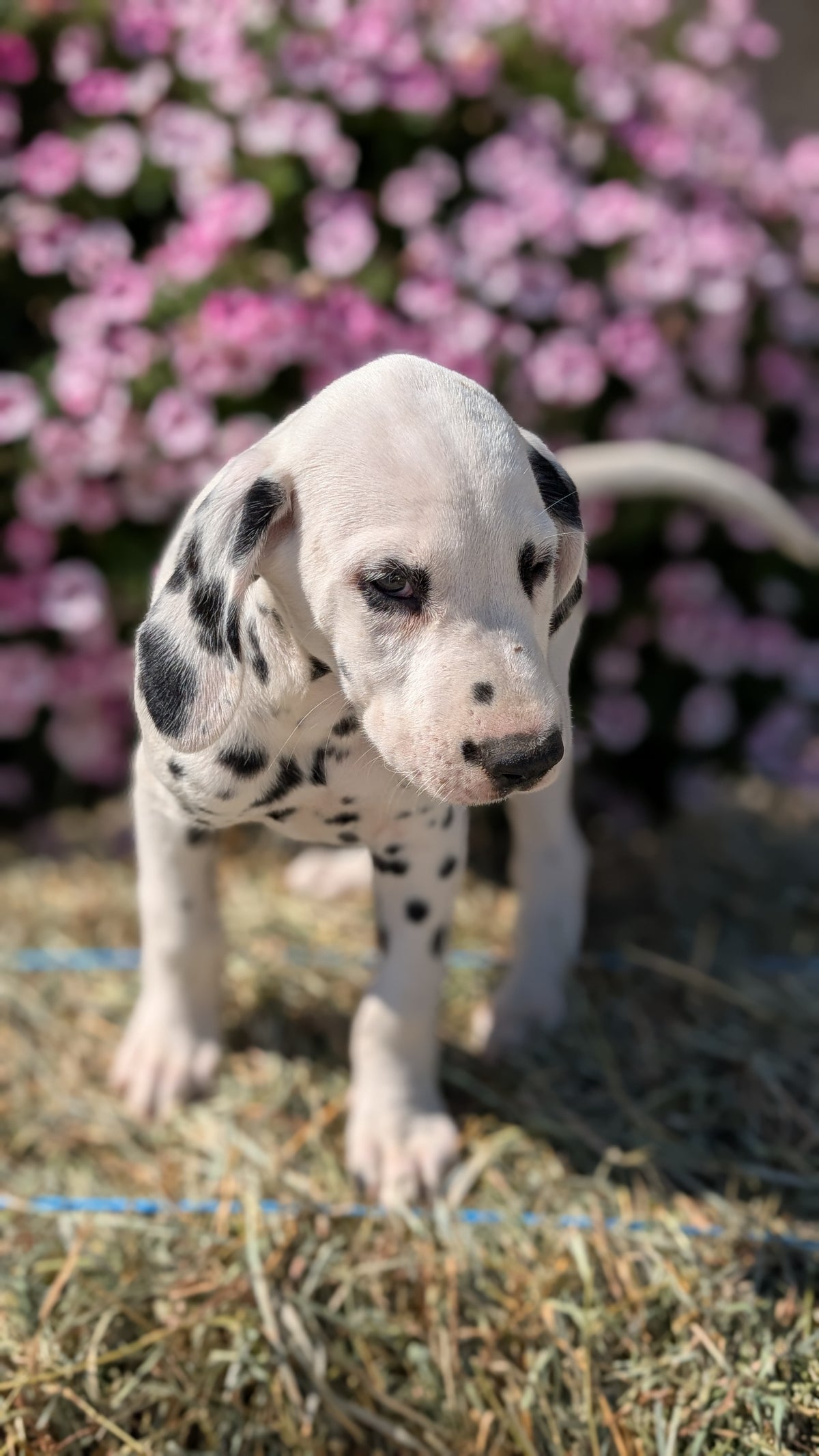 DALMATIAN (JUN 29) MALES