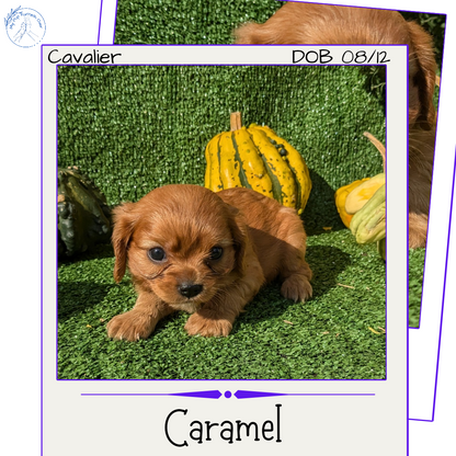 CAVALIER (08/12) FEMALE