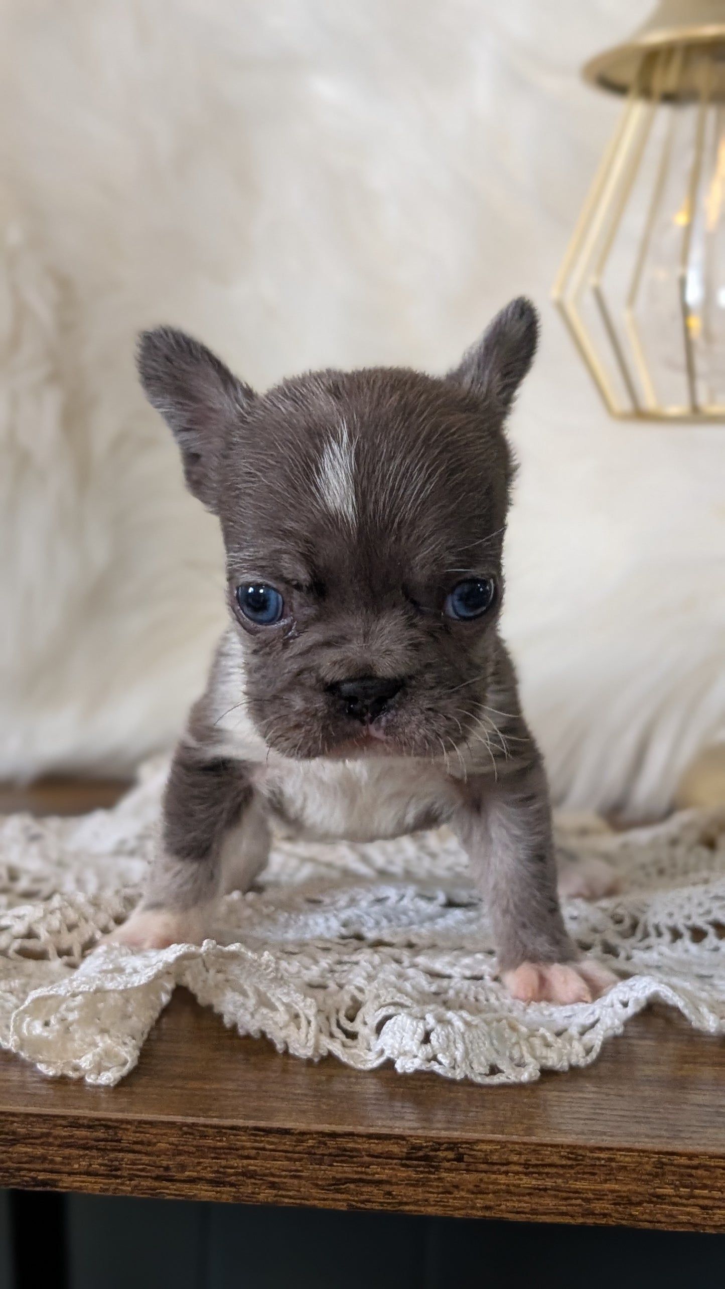 FRENCH BULLDOG (FEB 14) FEMALE