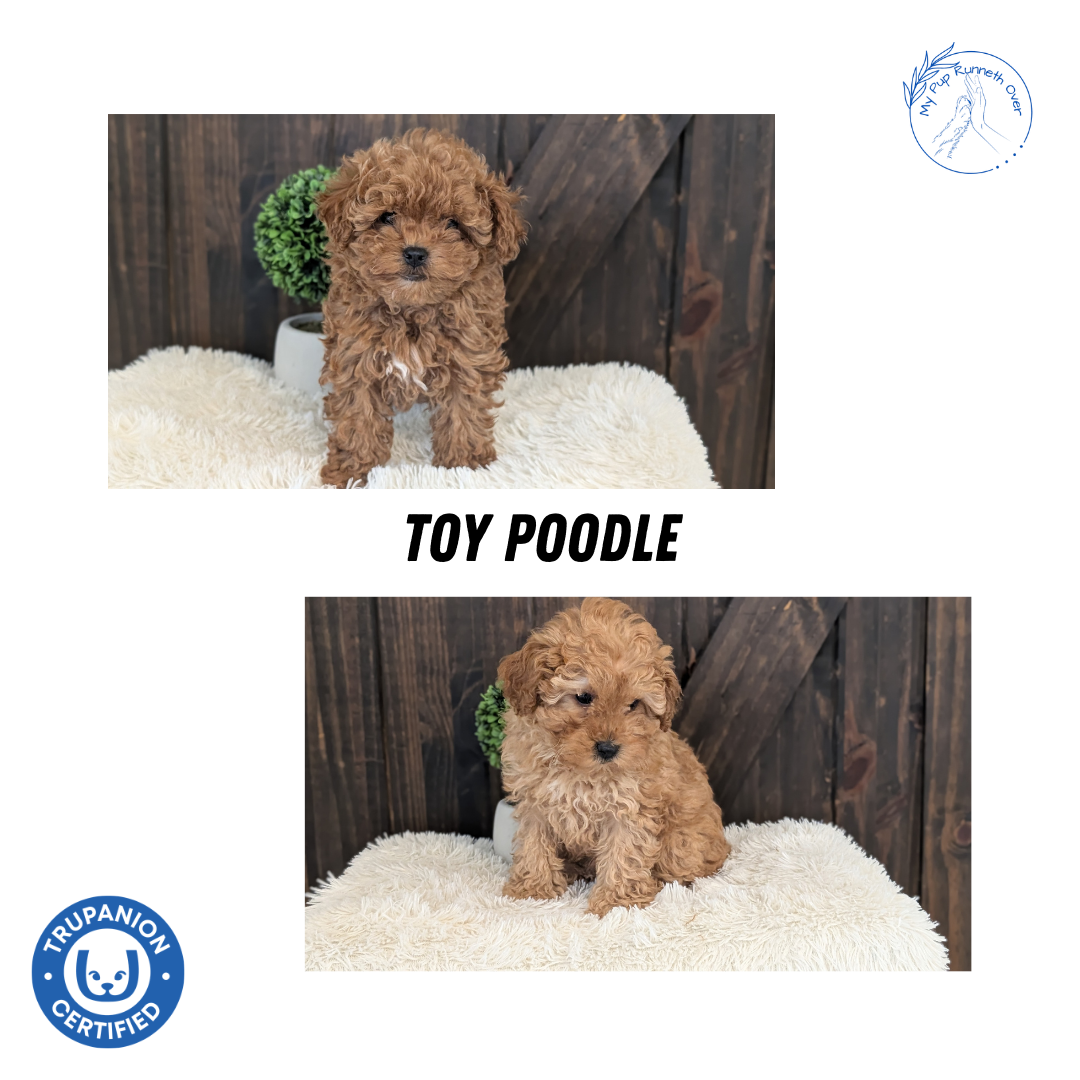 TOY POODLE (DEC 25) FEMALE