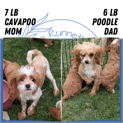 TOY CAVAPOO (02/26) MALE