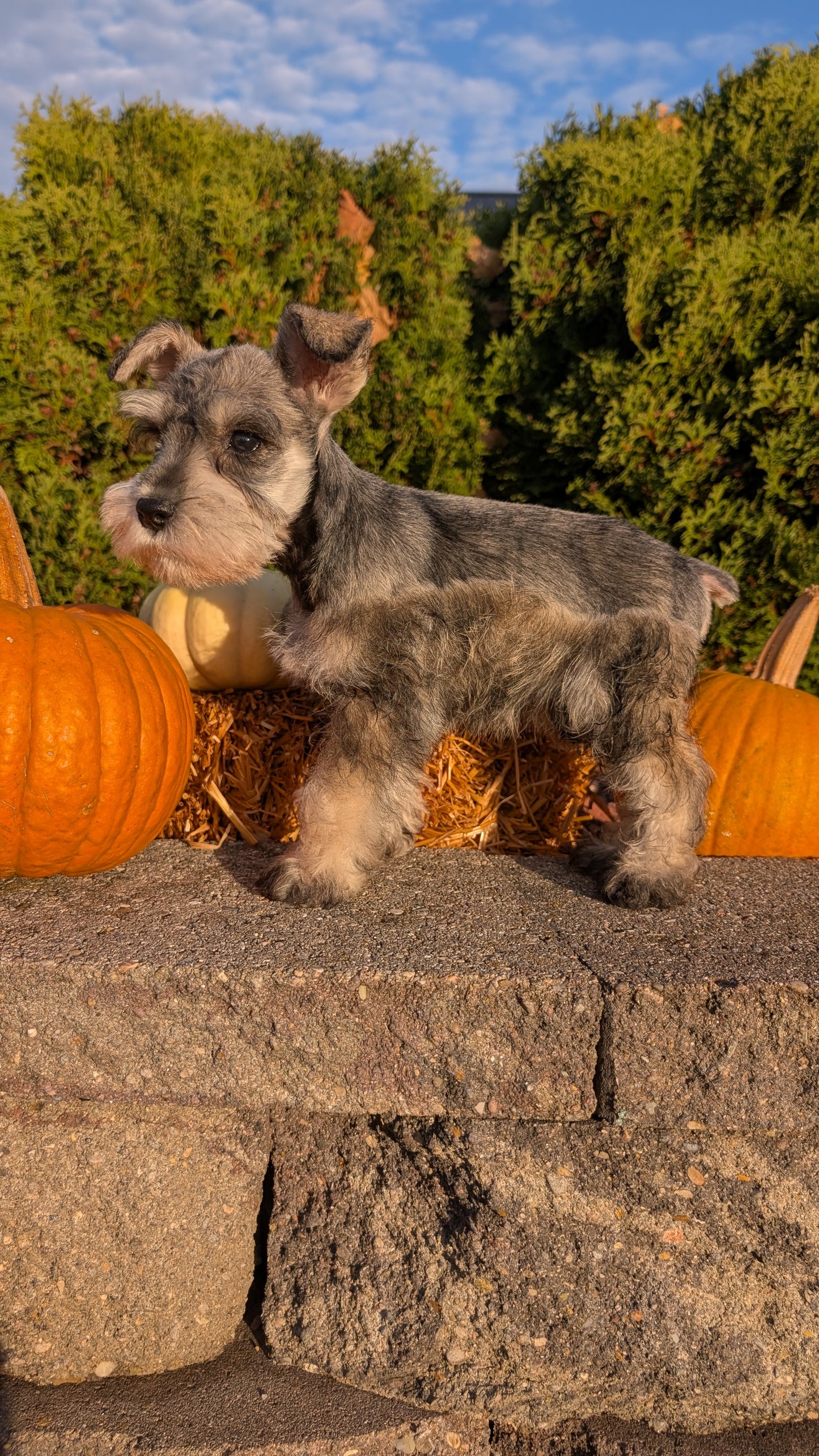 MINI SCHNAUZER (09/11) MALE