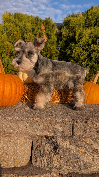 MINI SCHNAUZER (09/11) MALE