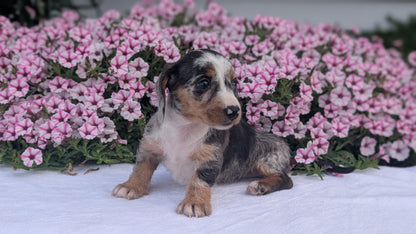 MINI DACHSHUND (JUN 04) FEMALES