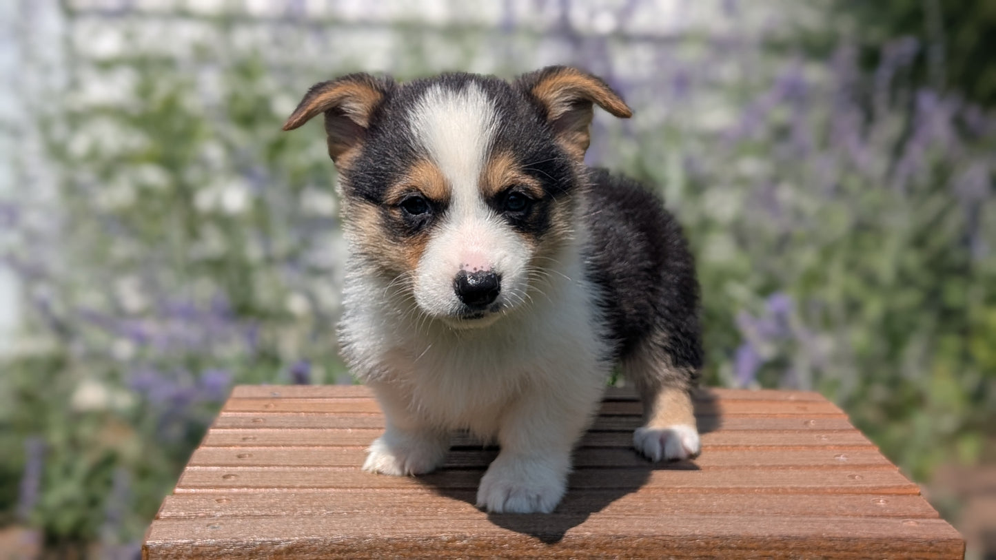 CORGI (JUN 08) MALES