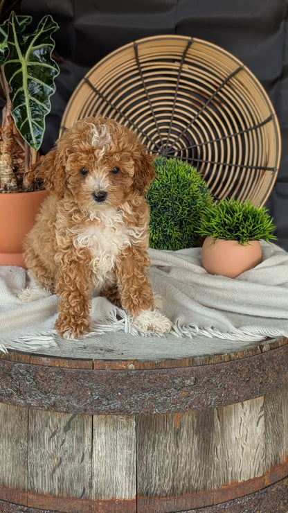 COCKAPOO (MAY 22) FEMALES