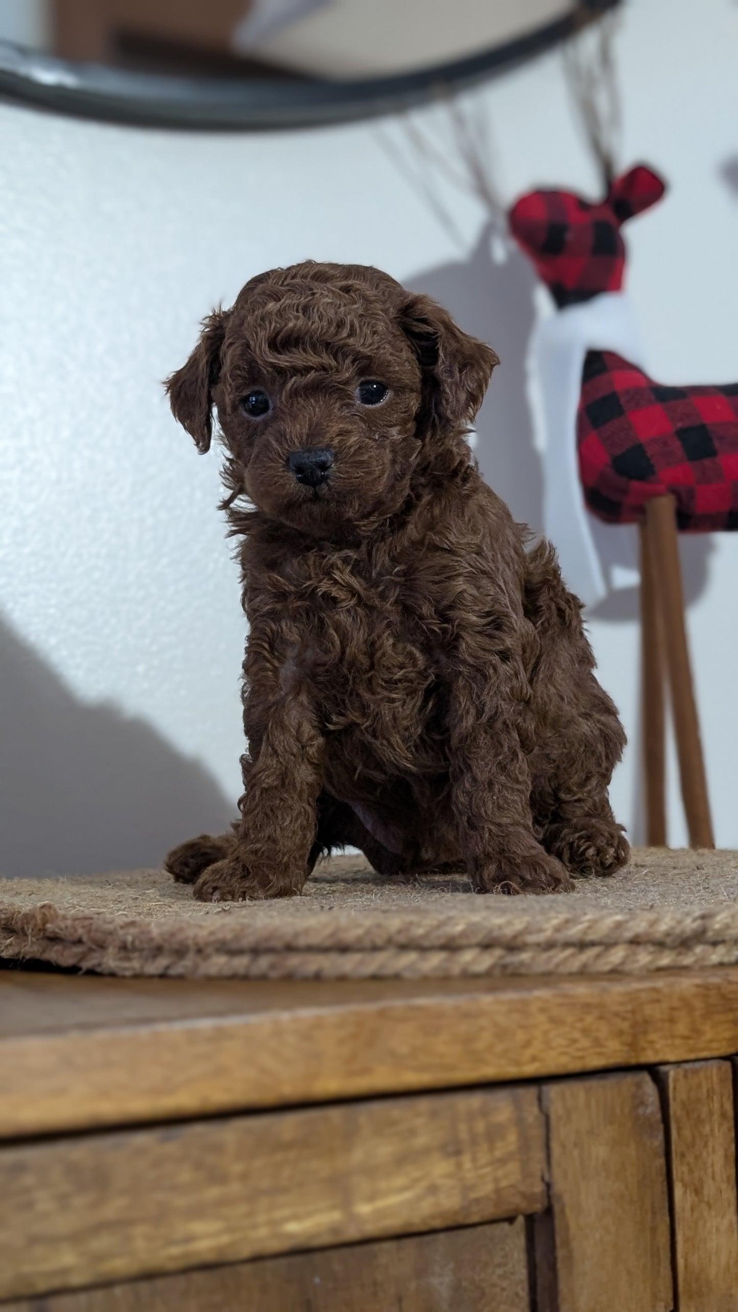 MINI POODLE (NOV 14) MALES