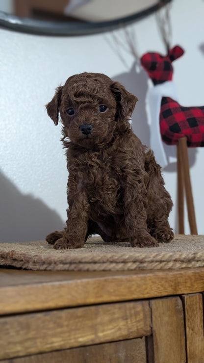 MINI POODLE (NOV 14) MALES
