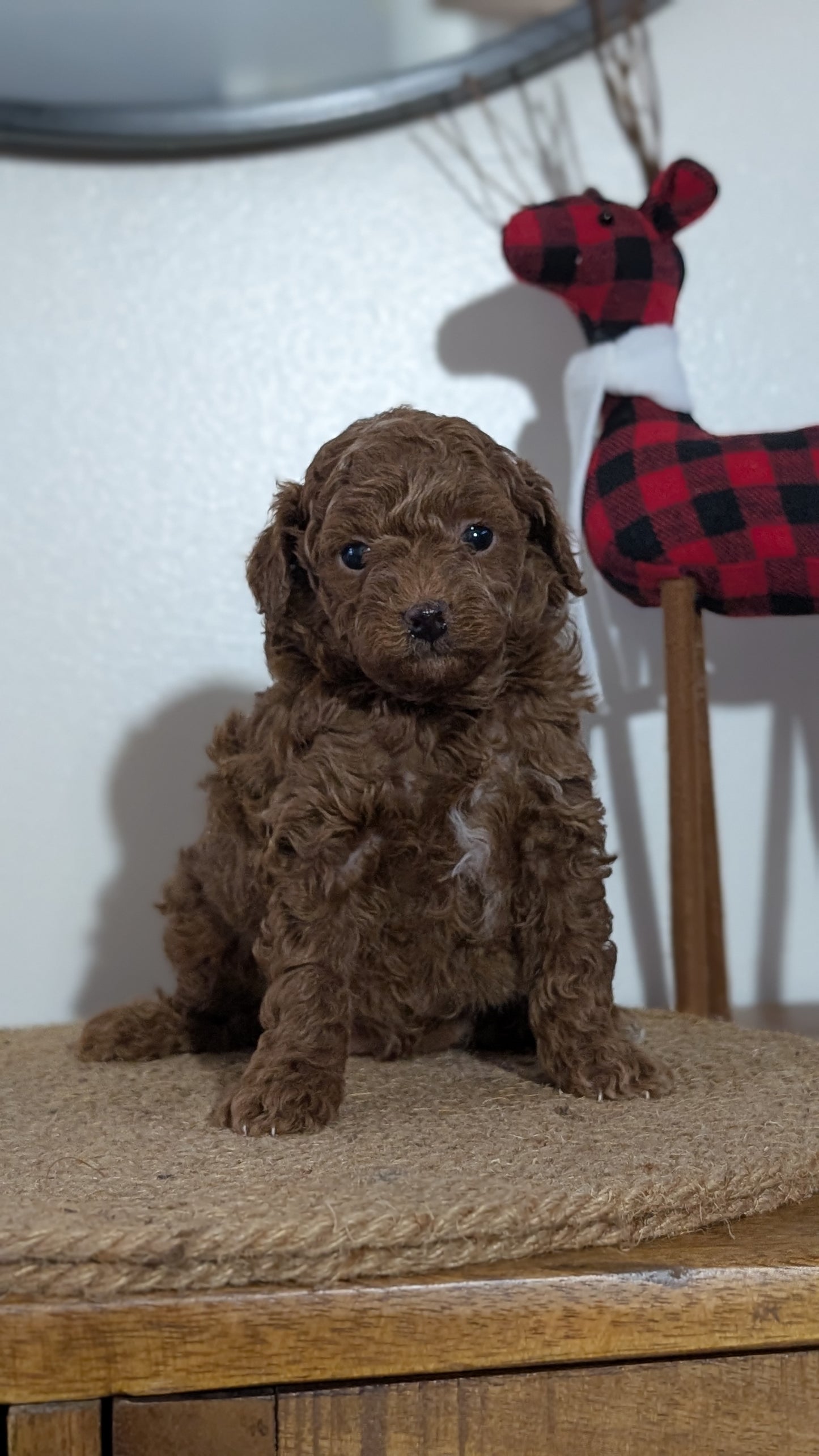 MINI POODLE (NOV 14) MALES