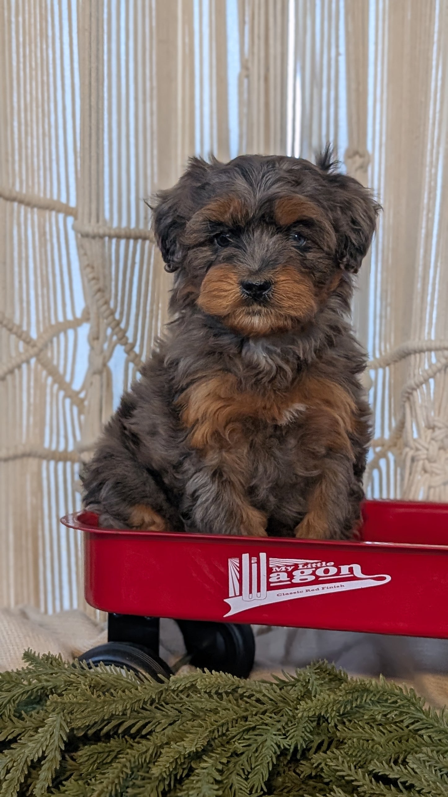 CAVAPOO (NOV 17) FEMALES