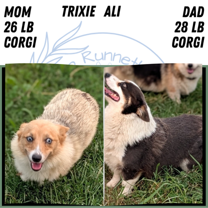 CORGI (JUN 22) FEMALE