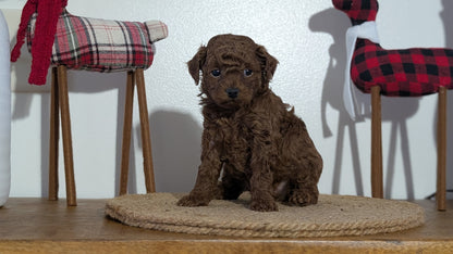 MINI POODLE (NOV 14) MALES