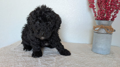 MINI BERNEDOODLE (OCT 15) MALES