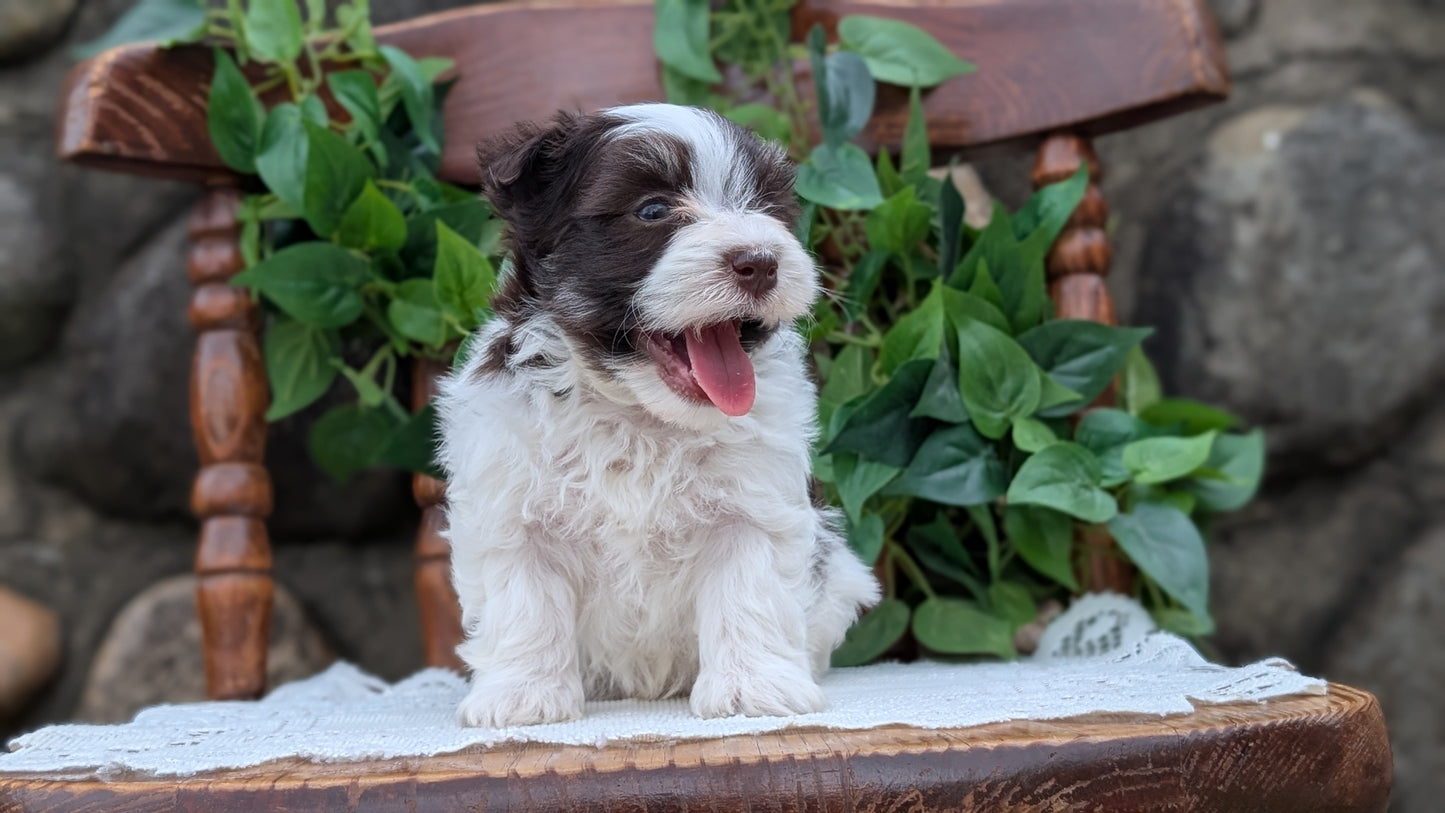 HAVANESE (APR 09) MALES