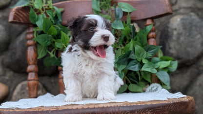 HAVANESE (APR 09) MALES