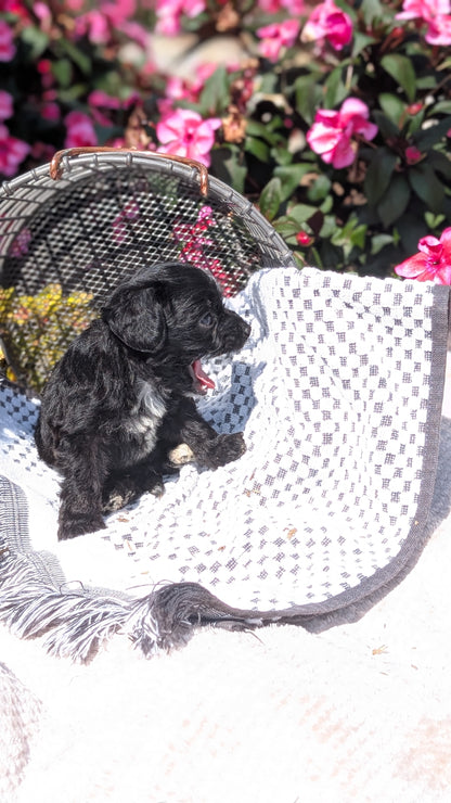 CAVAPOO (06/28) MALE