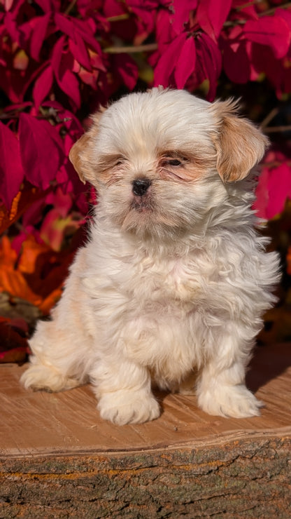 SHIH TZU (09/03) FEMALE
