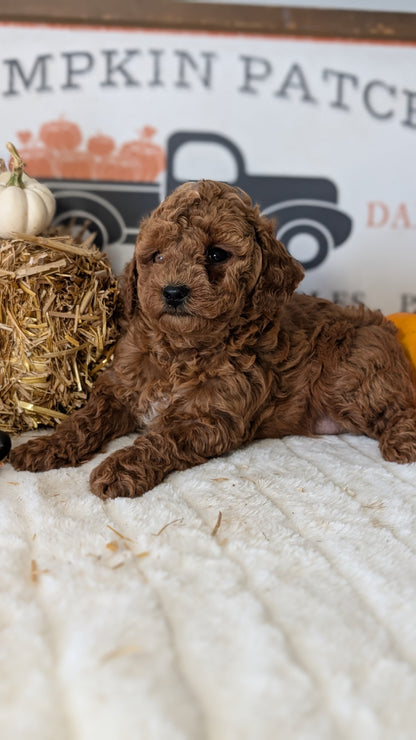 MINI GOLDENDOODLE (09/21) FEMALE