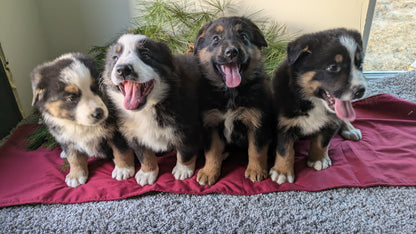 GOLDEN BERNESE (10/28) MALE