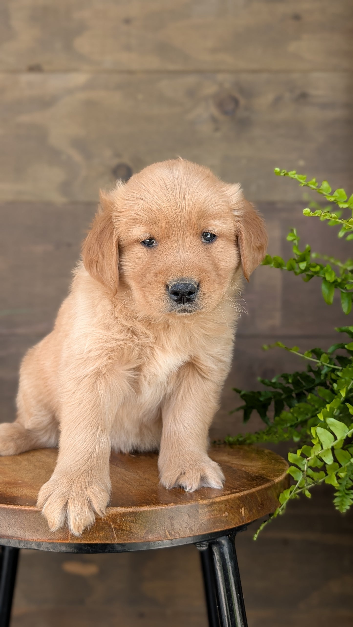 GOLDEN RETRIEVER (MAR 27) MALES