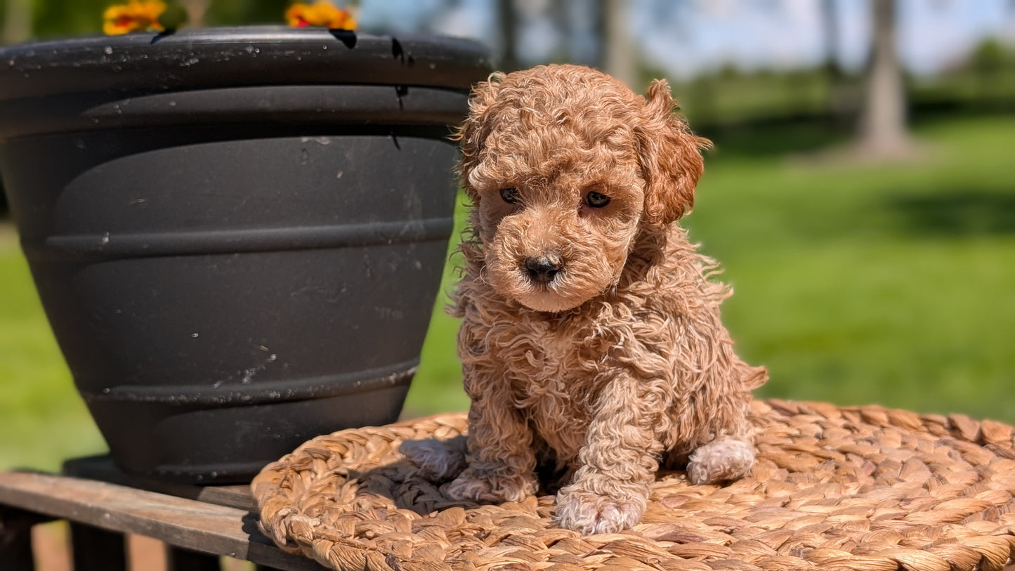 MINI POODLE (APR 03) FEMALES