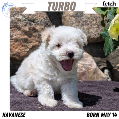 HAVANESE (MAY 14) MALES
