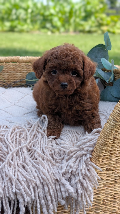 MINI POODLE (MAY 20) MALES