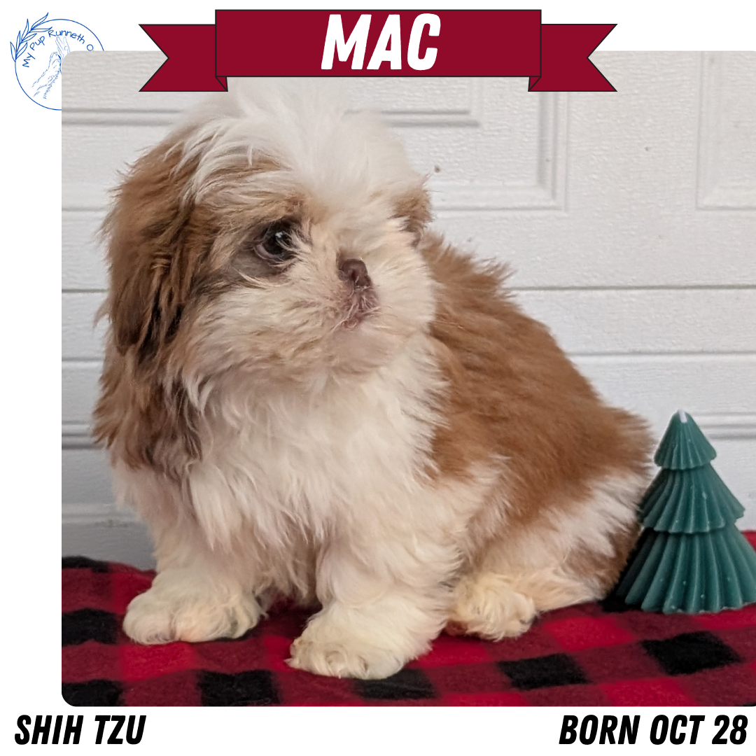 SHIH TZU (OCT 28) MALES
