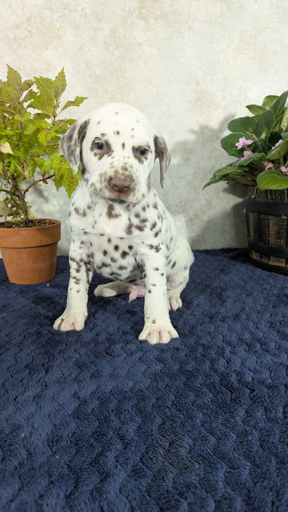 DALMATIAN (02/14) MALE