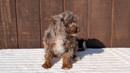MINI BERNEDOODLE (07/25) FEMALE