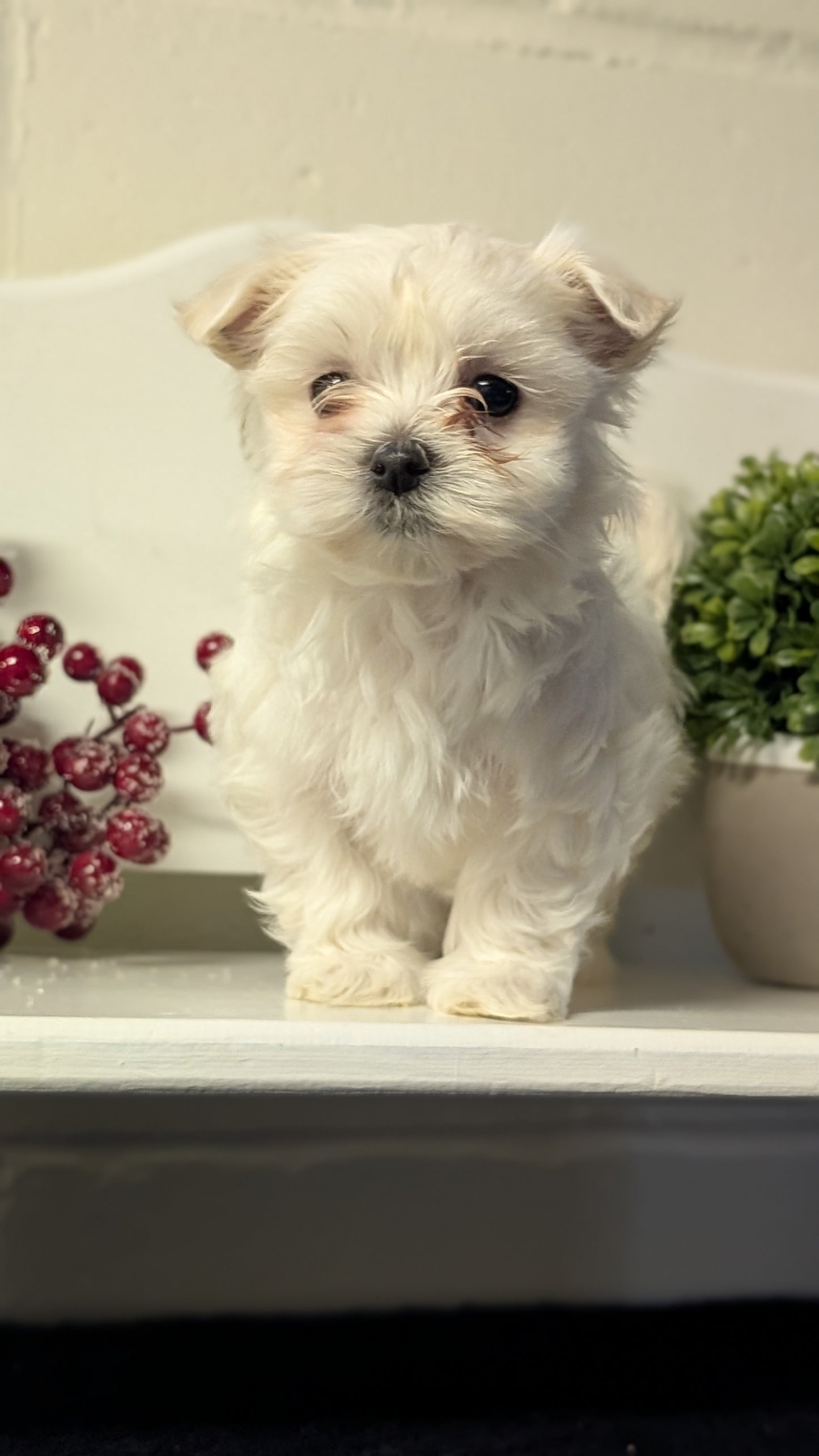 MALTESE (NOV 15) FEMALES