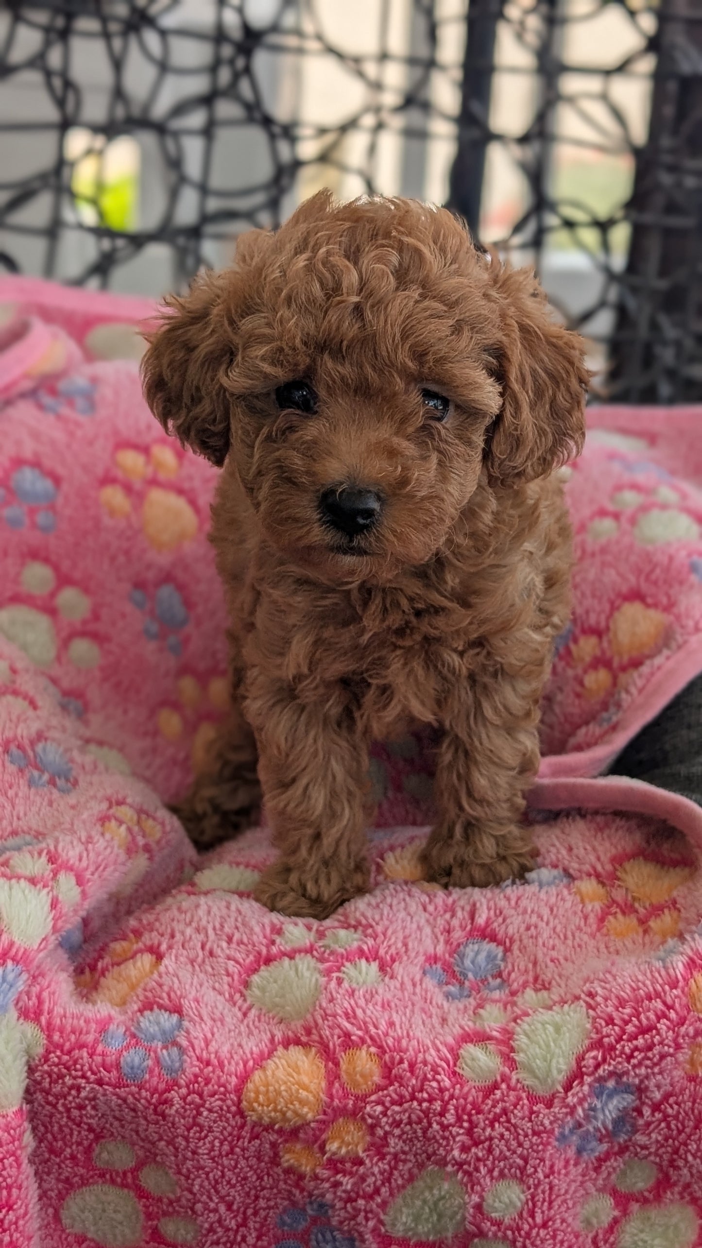 TOY POODLE (JUN 22) FEMALES