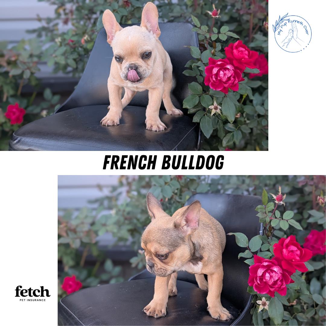 FRENCH BULLDOG (JUN 26) 2 MALES
