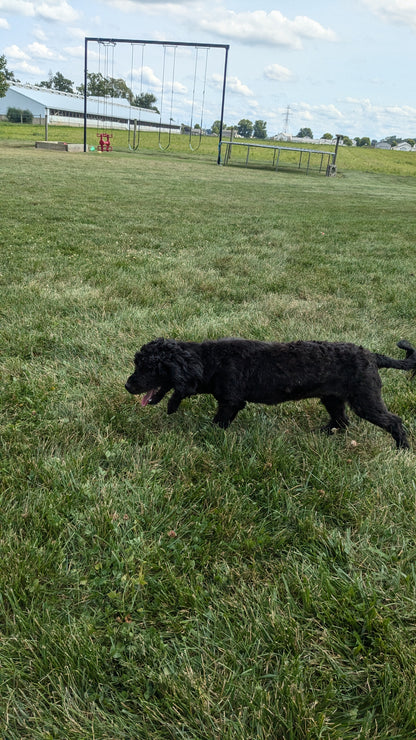 SHIH-POO (11/02) FEMALE