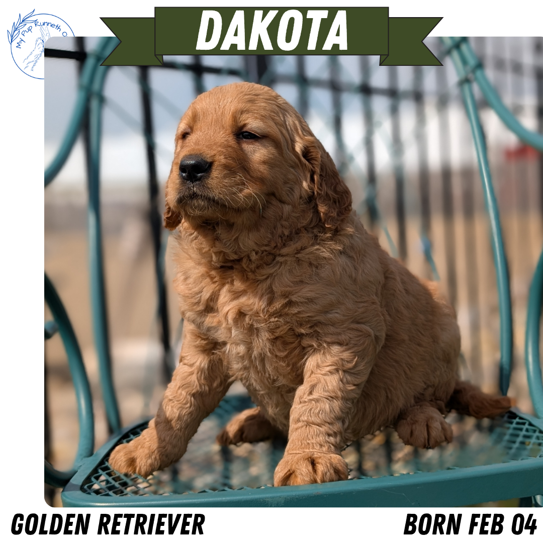 GOLDEN RETRIEVER (FEB 04) FEMALES