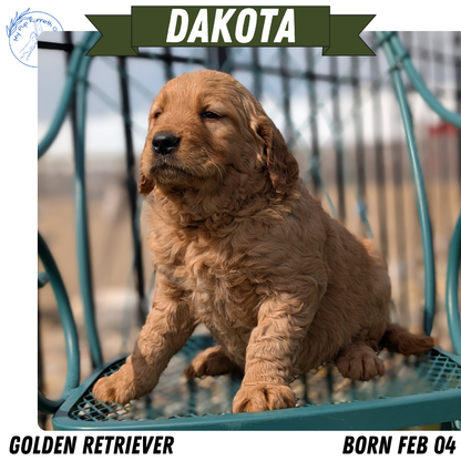 GOLDEN RETRIEVER (FEB 04) FEMALES