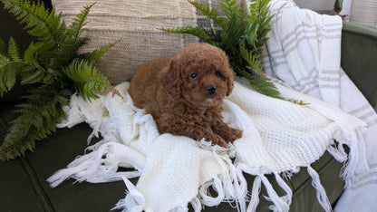 CAVAPOO (01/10) FEMALE