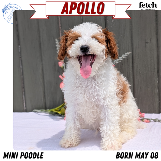 MINI POODLE (MAY 08) MALES