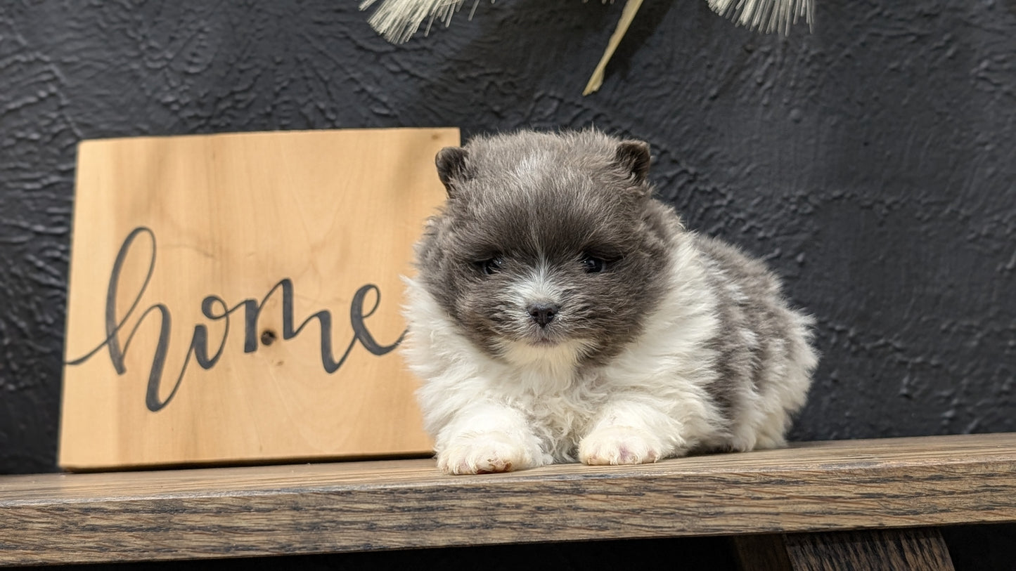 POMERANIAN (NOV 07) MALES