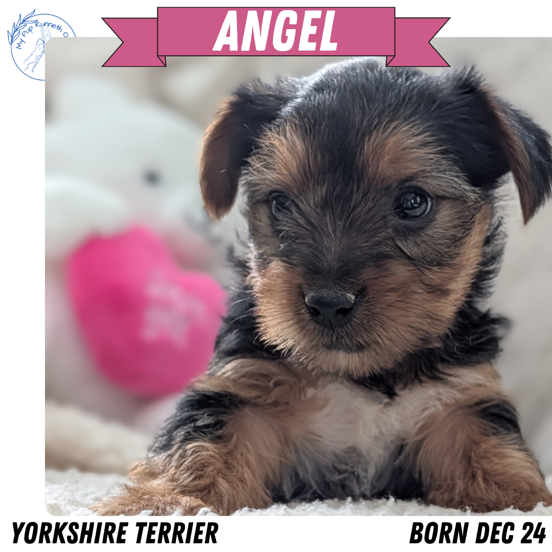YORKSHIRE TERRIER (DEC 24) FEMALES